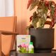 KIT CUMBUCA ALONGADA P PRETO ABSOLUTO E FERTILIZANTES