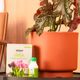 KIT CUMBUCA ALONGADA P TERRACOTA E FERTILIZANTES