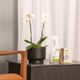 KIT CUMBUCA ALONGADA PP PRETO ABSOLUTO E FERTILIZANTES