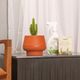 KIT CUMBUCA BOJUDA PP TERRACOTA E FERTILIZANTES