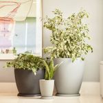 KIT DE 3 VASOS VIETNAMITA COM PRATOS