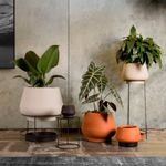 KIT DE 5 VASOS CUMBUCA BOJUDA COM PRATOS E SUPORTES