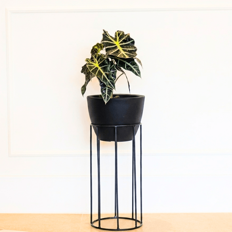 CONE BAIXO PRETO ABSOLUTO COM SUPORTE VENEZA MÉDIO